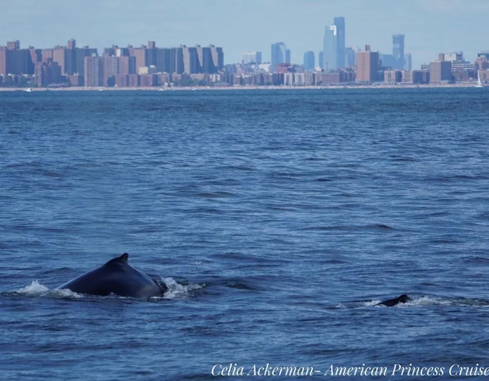 whales, whale watching, animals, conservation, new york, ocean, wildlife, photography
