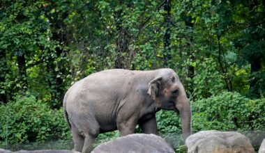 Happy, who taught researchers that elephants can recognize themselves, is euthanized at Bronx Zoo :: WRAL.com