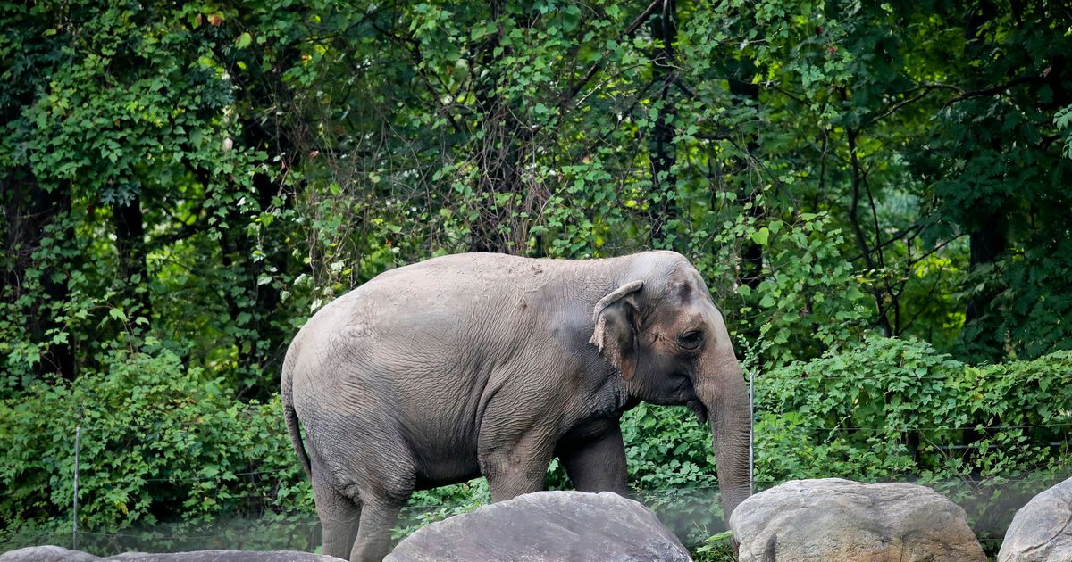 Happy, who taught researchers that elephants can recognize themselves, is euthanized at Bronx Zoo :: WRAL.com