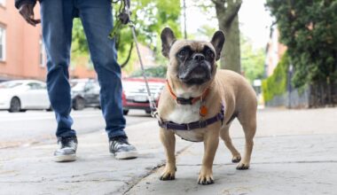 New York City Council proposes new laws to tackle dog poop on city streets