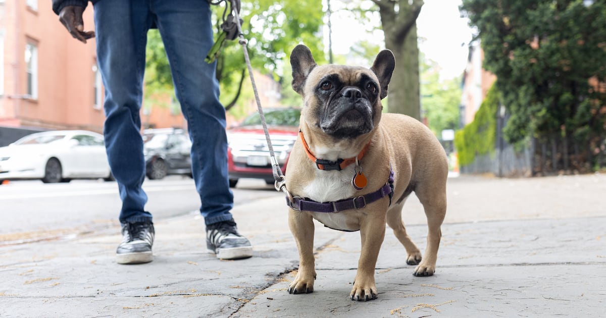 New York City Council proposes new laws to tackle dog poop on city streets