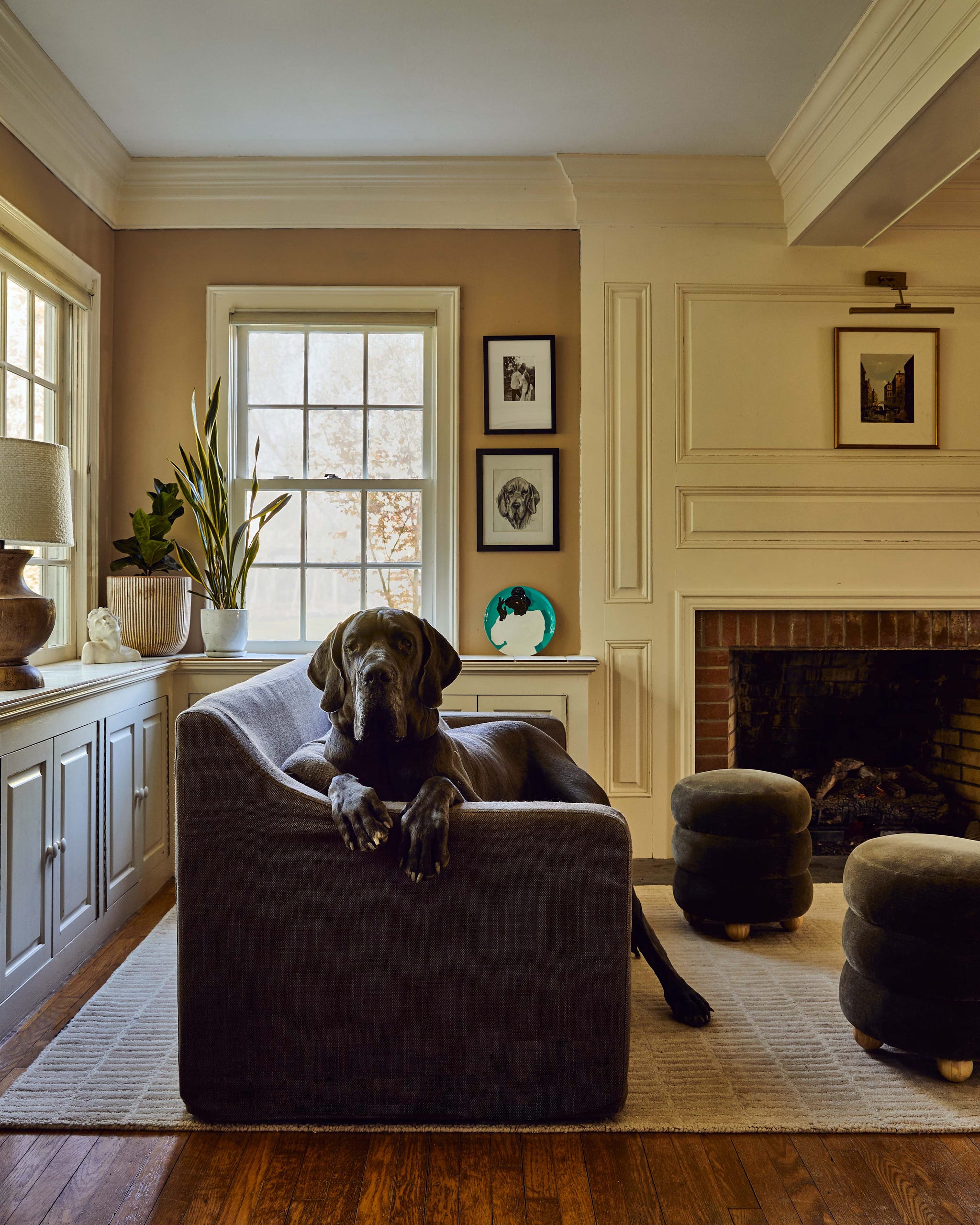 Living room featuring a large dog resting on a sofa.