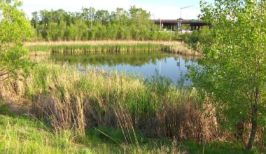 Man arrested in connection to body found in Brooklyn Park drainage pond Tuesday, police investigating