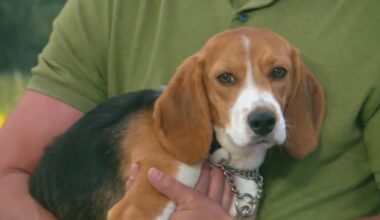 Beagles sent to NYC from Midwest test lab will all be adopted: Shelter