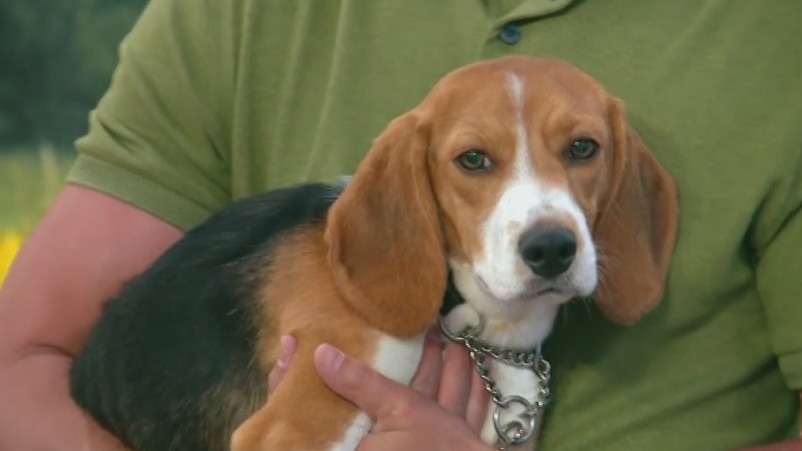 Beagles sent to NYC from Midwest test lab will all be adopted: Shelter