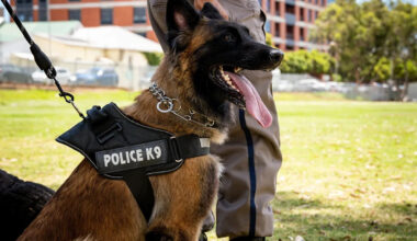 NYC Man Steals Two Cars, Peeps in Windows, and Punches a Police Dog Before Getting Caught in Connecticut Woods