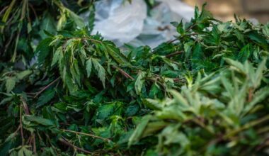 New York’s cannabis regulator wants to ease IBD symptoms with THC and CBD in new study