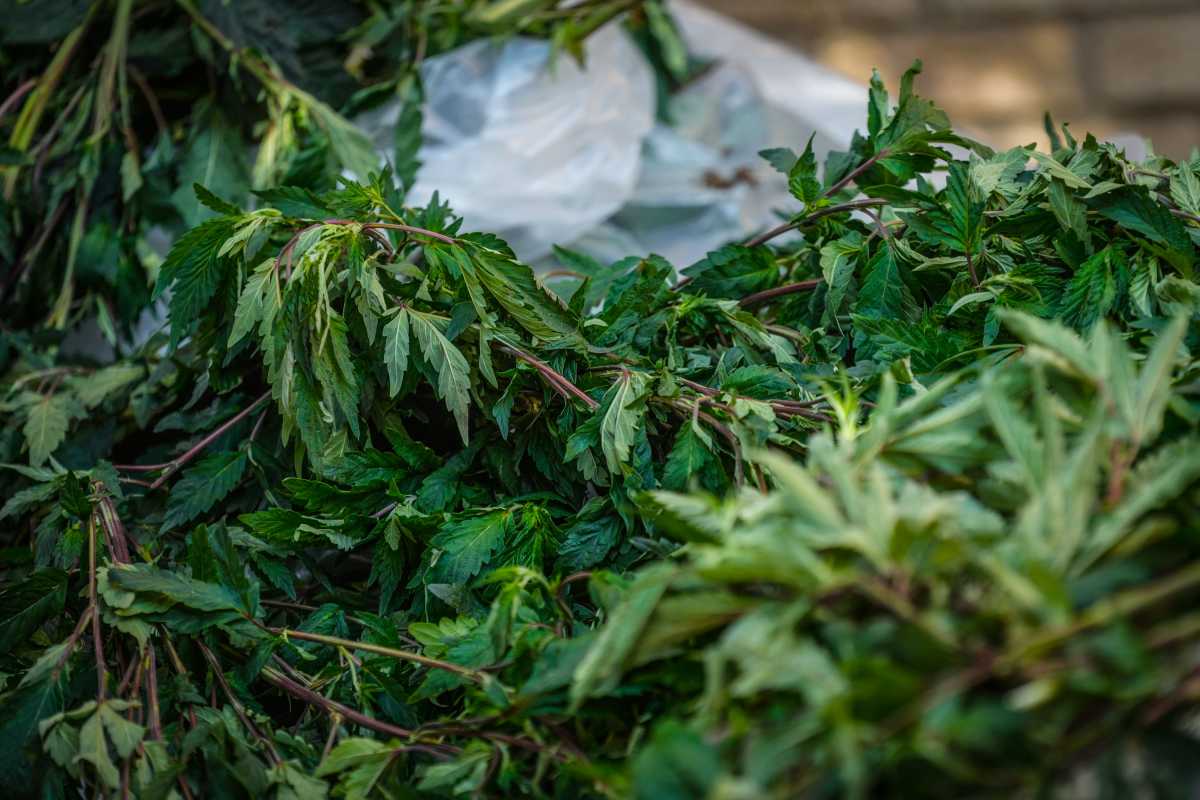 New York’s cannabis regulator wants to ease IBD symptoms with THC and CBD in new study