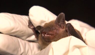 Bat tests positive for rabies in Franklin County, New York