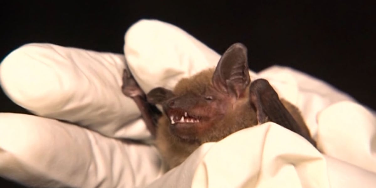Bat tests positive for rabies in Franklin County, New York