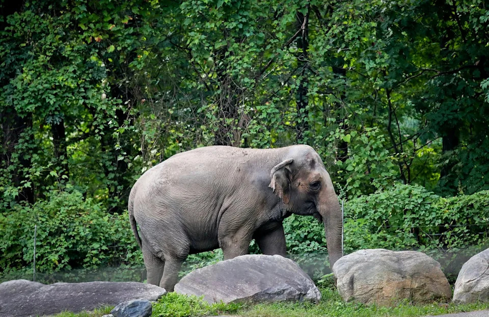 Happy, a Bronx Zoo elephant who gave researchers new insight into the animal's behavior and became the crux of a closely watched animal rights case, has been euthanized at age 55, the zoo said Wednesday (Copyright 2018 The Associated Press. All rights reserved.)