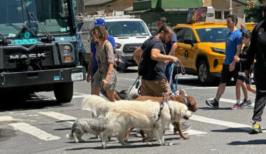 NYC dog owners could be hit with $250 fines in new sidewalk poop crackdown