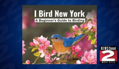 Migratory Bird Day in New York: Print Your Free Checklist | Education