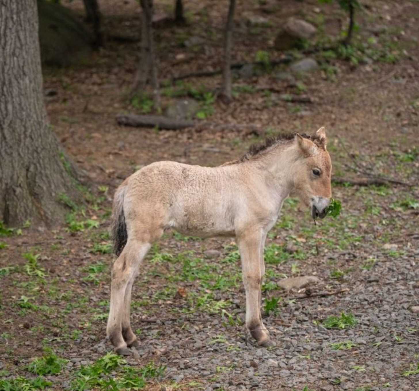A wild Przelwalski's horse foal stands in a sanctuary