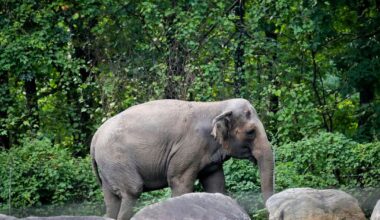 Happy, who taught researchers that elephants can recognize themselves, is euthanized at Bronx Zoo | National