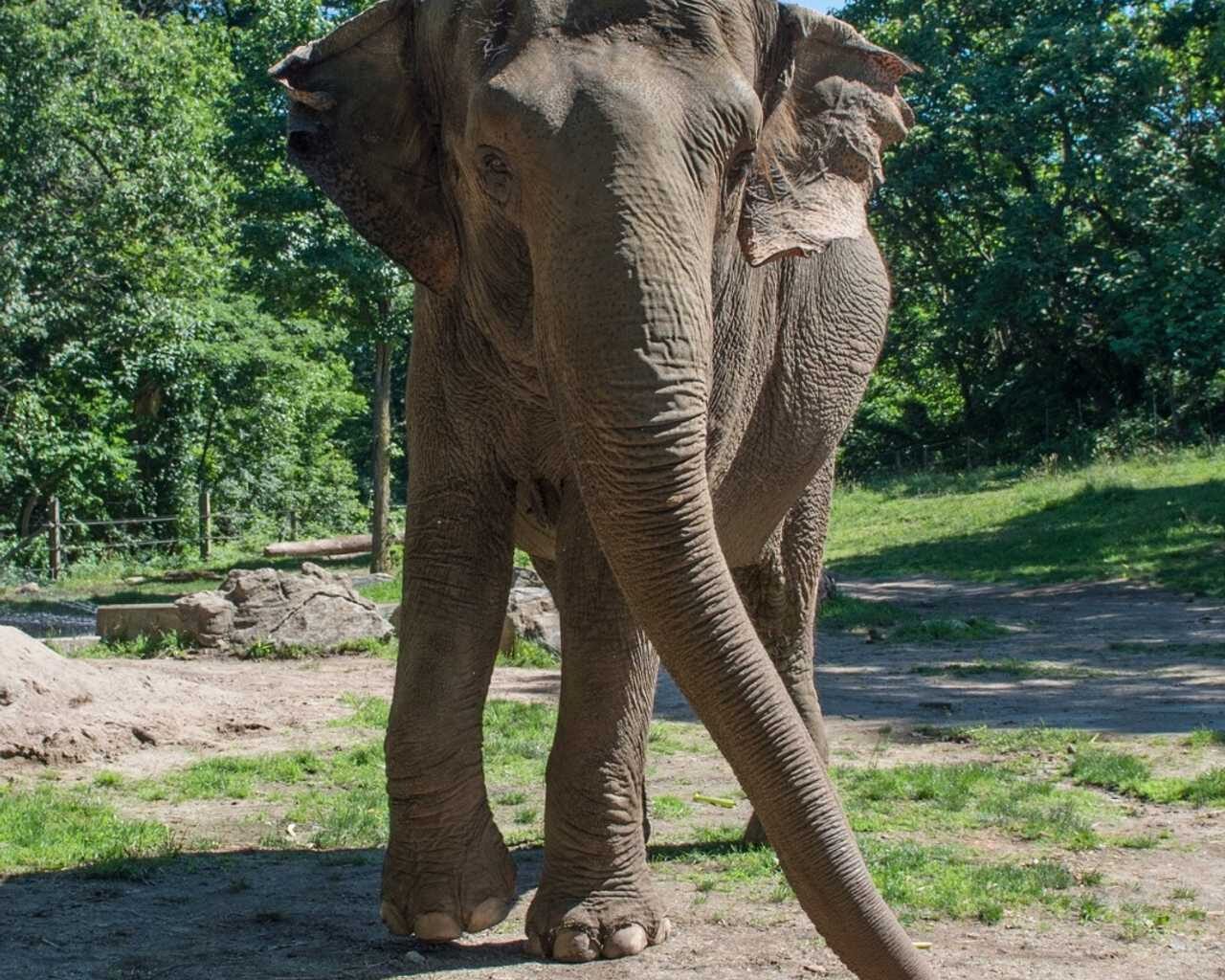 Longtime Bronx Zoo Elephant Dies At 55 — Lived In NY For Nearly Half A Century