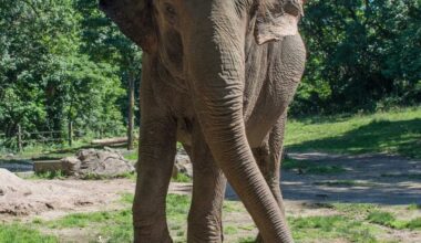 Longtime Bronx Zoo Elephant Dies At 55 — Lived In NY For Nearly Half A Century