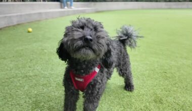 News 12 | Bronx | Scoop Act Targets Dog Waste Citywide