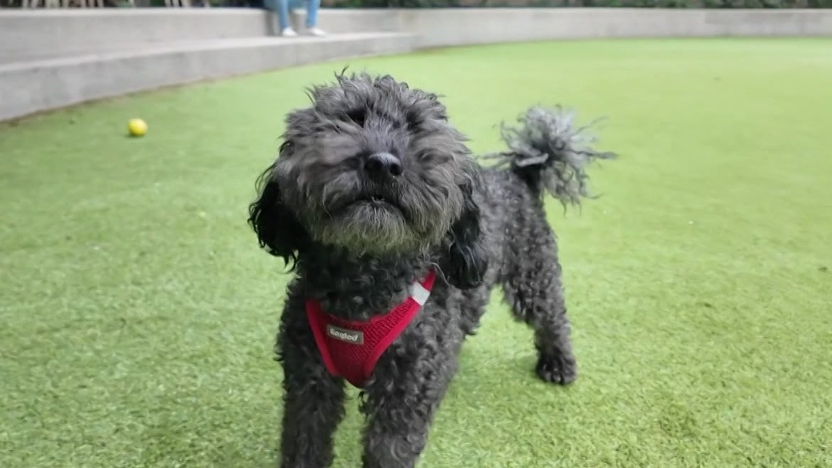 News 12 | Bronx | Scoop Act Targets Dog Waste Citywide
