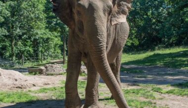 Beloved elephant at the Bronx Zoo dies