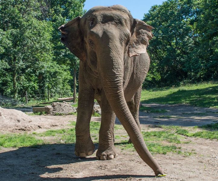 Beloved elephant at the Bronx Zoo dies