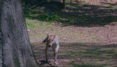 Bronx zoo welcomes endangered baby horse to its herd