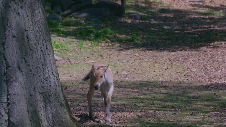 Bronx zoo welcomes endangered baby horse to its herd