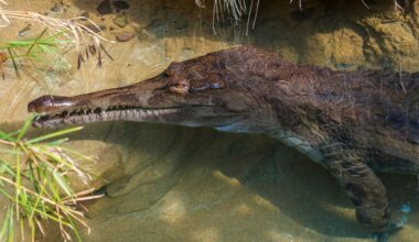 Bronx Zoo keeper ‘nipped’ by crocodile