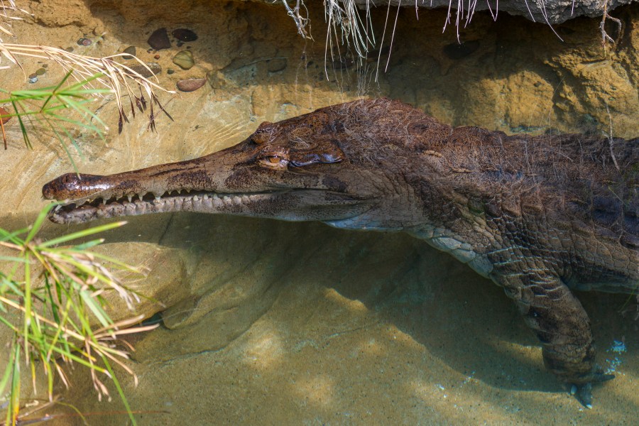 Bronx Zoo keeper ‘nipped’ by crocodile