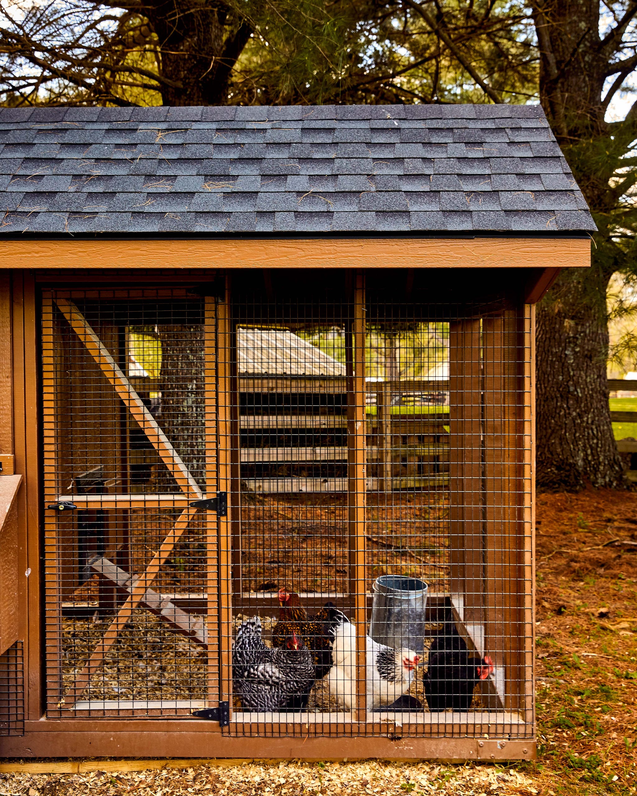 Chicken coop with several chickens inside.