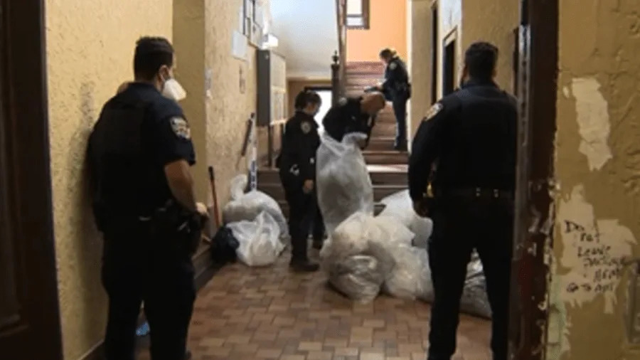 Authorities found around 300 pounds of marijuana while conducting a court-ordered eviction at a Bronx apartment on Tuesday, officials said. (Credit: PIX11 News)