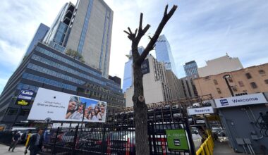 Two 9th Avenue Trees Stripped Back — to Give Visibility to a Billboard