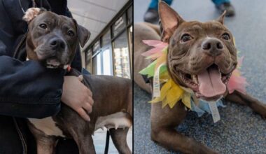 Angel, left, and Ocean, right. (Courtesy of the ASPCA)