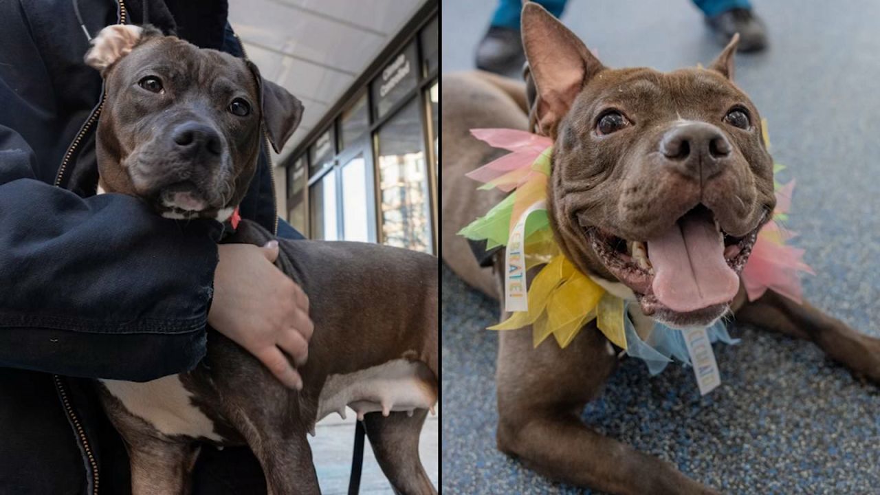 Angel, left, and Ocean, right. (Courtesy of the ASPCA)