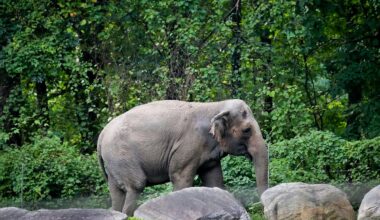 Happy, who taught researchers that elephants can recognize themselves, is euthanized at Bronx Zoo