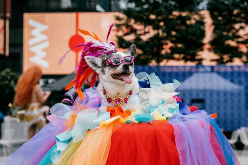 NYC's Woof Fest Returns for Pride Month With a Free Dog Costume Contest, Drag Shows, and More