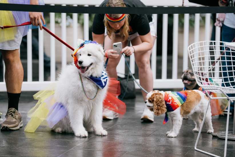 NYC's Woof Fest Returns for Pride Month With a Free Dog Costume Contest, Drag Shows, and More