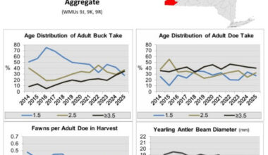 Record buck age structure marks big year for NY hunters | News, Sports, Jobs