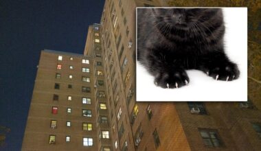 Bronx man killed cat by throwing it out 15th-floor window: prosecutors
