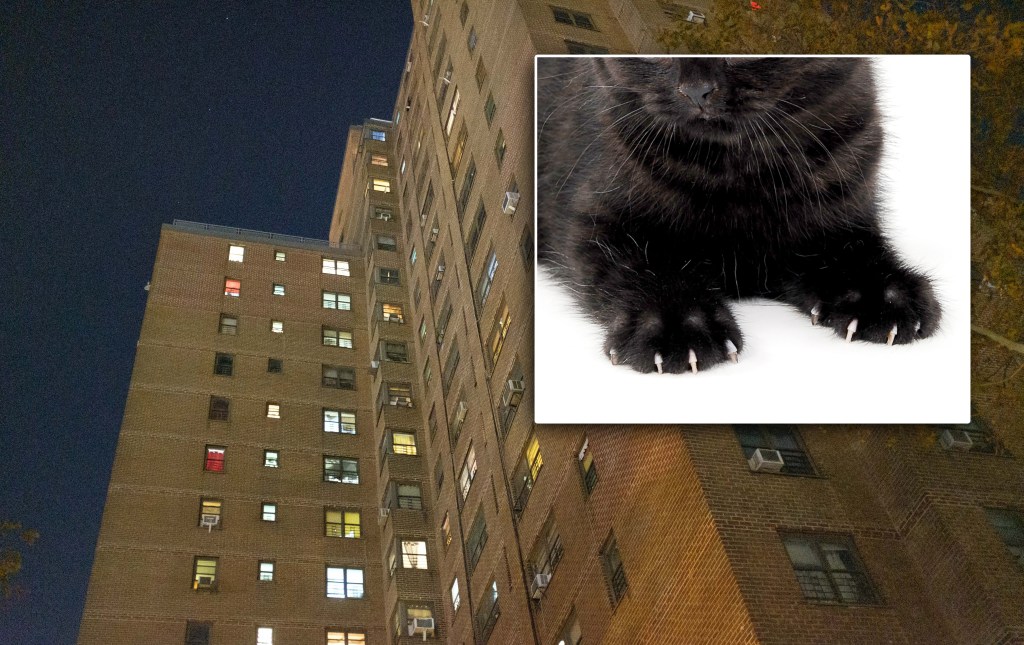Bronx man killed cat by throwing it out 15th-floor window: prosecutors