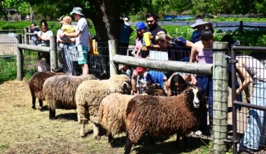 Photos: Queens County Farm Museum hosts 15th annual Sheep Shearing Festival – QNS