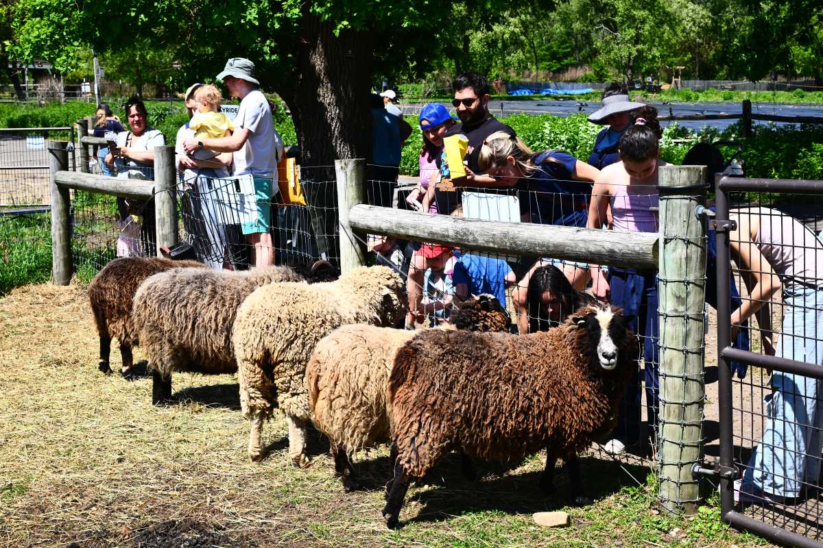 Photos: Queens County Farm Museum hosts 15th annual Sheep Shearing Festival – QNS
