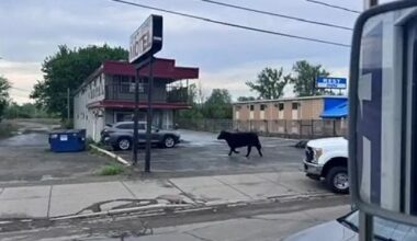 Watch: Escaped cow captured near New York motel