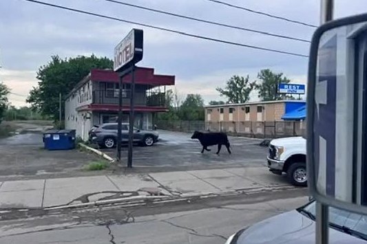 Watch: Escaped cow captured near New York motel