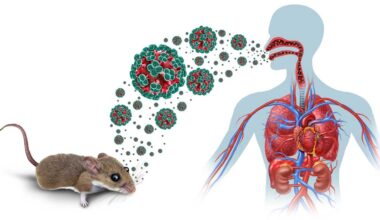 What NY Families Need to Know About the Hantavirus Outbreak – New York Family