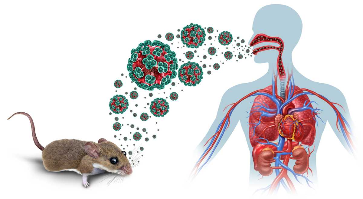 What NY Families Need to Know About the Hantavirus Outbreak – New York Family