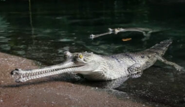 Crocodilian bites Bronx Zoo keeper, causing minor injury