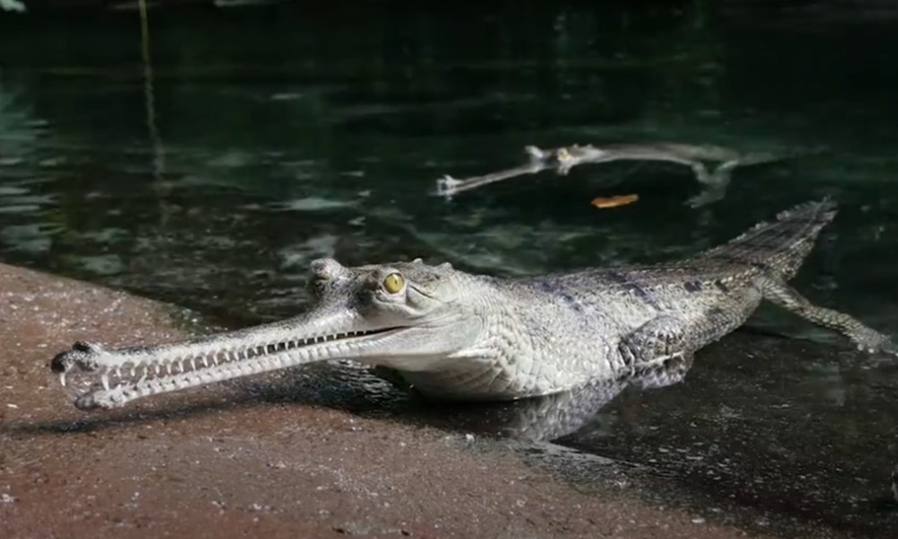Crocodilian bites Bronx Zoo keeper, causing minor injury