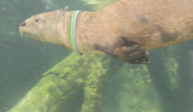 Zoo New York welcomes Nash, a new otter