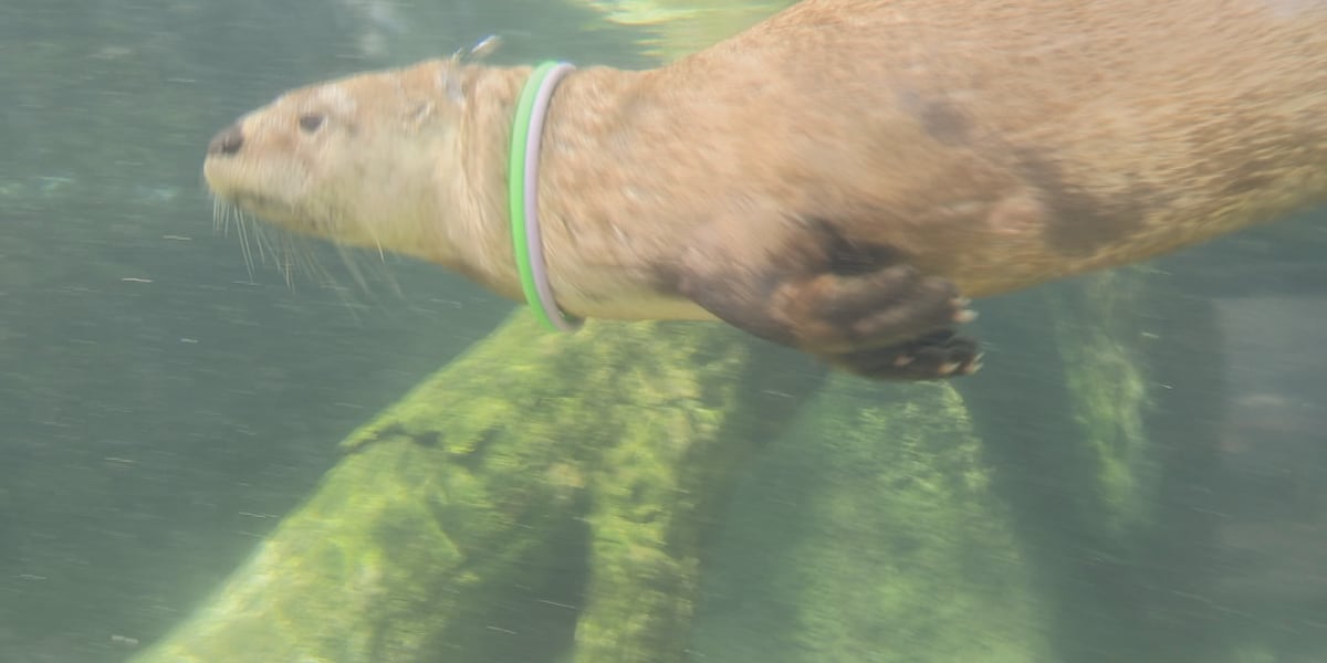 Zoo New York welcomes Nash, a new otter